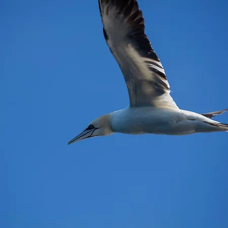 The Tide - Rorbuer فندق 3*